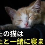 なぜあなたの猫はあなたと一緒に寝るのか？寝る場所があなたたち二人の絆をどのように明らかにするのか！