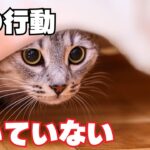 【必見】猫の懐いていない行動を徹底解説！
