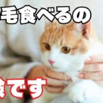 猫が飼い主の髪の毛を食べるのは危険？【その理由や対処法を解説】