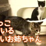 ＜おしっこしている 可愛いお姉ちゃん＞トイレはしつけなくても大丈夫？！面白さがあふれ出る展開！保護猫２匹と柴犬から元気をもらってね。ペットを飼う人の参考にもなったらいいな。＜みわの猫＞ 106