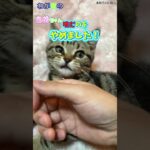 効果抜群！噛み癖を治す方法[我が家の猫あめちゃん]36日目