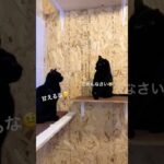 ボス猫のしつけ。　#猫のいる暮らし #くろねこ#ボス猫 #がじゅまる#父ちゃん #北海道