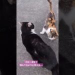 こんな時どうしたらいいものか…… #うーまくーまやー #にゃんズ #猫のしつけ #本気噛みなのか #上下関係