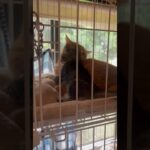 子猫の首をカプッとしてしつけをする優しい茶トラ猫