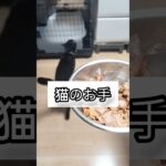 猫のお手 #ガルツキちゃんねる #保護猫 #猫動画 #猫のいる暮らし #お手 #猫のしつけ