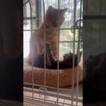 温厚な茶トラ猫がやんちゃ過ぎる子猫に過去一厳しい躾をした日