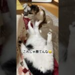 そもそも戦い方が間違えてる🤣#妹猫のしつけ失敗#兄猫降参にゃ#最強ミケ女