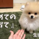 【ポメラニアン】初めてのお手を失敗する子犬が可愛い過ぎた。