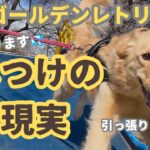 【大型犬しつけ】ゴールデンレトリバーの現実、3歳こうなります。