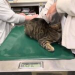 ②日本猫のトラマルちゃんの診察、体重4750g→150g↓