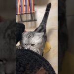 #cat #猫 #かわいい猫 #猫動画 #ネコ好き #猫の日常 #猫の癒し #猫の遊び #飼い猫 #野良猫 #猫の癖 #猫と遊ぶ #猫の面白い動画 #猫のしつけ #猫カフェ #猫動画まとめ