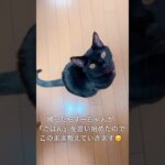 【必要なこと】を教えていく／欲求は伝えられるようにしたいという想いcat #猫のいる暮らし #猫のいる生活 #子猫 #しつけ #kitten #保護ねこのいる暮し #子猫