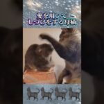 【ほのぼのする】#猫 #cat #shorts #しつけ #愛 #love