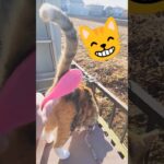 ブラシがけしてますか？　#shorts #shortsfeed #cat #抜け毛