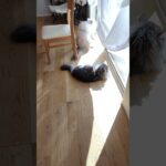 「パパになんて態度とるの！！」ふわもこママのしつけ開始。