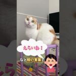 【猫のしつけ】ねこちゃんってしつけできるの？😺