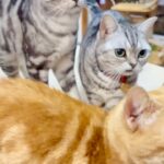 ママ猫のおっかないしつけのあとはパパ猫がちょっかいして回った日！