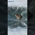 🐈‍⬛：私はどうすればいいのか #猫 #かわいい猫 #猫動画 #ネコ好き #猫の日常 #野良猫 #猫の癖 #猫と遊ぶ #猫のしつけ #猫カフェ #ねこぬいぐるみ