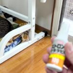 ストロングまたたびスプレーを猫に試してみた結果