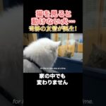 猫に恋した犬！？ ずっと見つめ続ける理由とは…