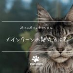 メインクーンの魅力とは？猫界のジェントルジャイアント！？性格・特徴・飼い方を徹底解説！