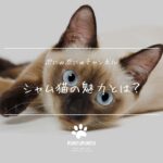 シャム猫の魅力とは？気品あふれる美しさ！性格・飼い方・しつけのコツを紹介🐱✨