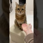 お手のしつけ方を間違えた猫が面白すぎるww #shorts