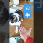 最初が肝心！　#short #shortsfeed #しつけ #能力 　