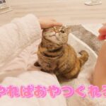 【猫のしつけ】我が家の猫ちゃんはこれで壁での爪とぎやめました
