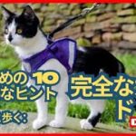 猫の散歩に関する最初の考慮事項をいくつか確認してください。#猫の散歩#猫との暮らし#猫好き#猫のいる生活#猫の健康#猫の安全#猫のしつけ#猫とお出かけ#猫の飼い方#ペットとお出かけ#猫の習慣#猫との絆