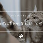 【猫が攻撃的になる理由と対策】原因を知って優しく改善する方法🐱💡