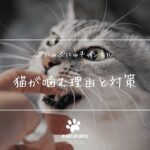 【猫が噛む理由と対策】遊び噛み・甘噛み・本気噛みを見分けて正しくしつける方法🐱💡