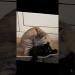 猫のしつけ講座!?姉猫先生のやさしい喧嘩指導