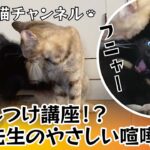 猫のしつけ講座!?姉猫先生のやさしい喧嘩指導