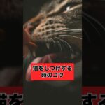 猫の躾#猫 #ねこ #かわいい猫 #雑学 #猫のいる暮らし