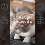 凄く甘えたかったんだね　#成猫 #cat  #猫のいる暮らし  #甘えたかった #しつけ