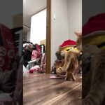 猫の世界で一番正しいしつけ方《cat food編》