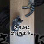 【子育てしつけ見守り編】猫もちゃんと家族愛がある！！#cat #保護猫 #かわいい子猫 #猫のいる暮らし #ねこ #shorts