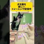 猫も犬も楽しくダンスできるよ　犬も猫もトレーニング、しつけしよう🎵#猫のいる暮らし #犬のいる暮らし #しつけ#shorts