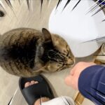 しつけのプロが教える猫との主従関係を築くトレーニング