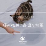 【猫の粗相の原因と対策】トイレ以外で排泄する理由＆解決法を徹底解説🐱💡