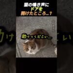 猫の鳴き声にドアを開けたところ…？      #動物 #猫 #子猫 #可愛い #愛猫 #動物愛護