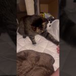 無意識の完璧なしつけ