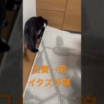 だめだよ！弟への躾　#猫 #保護猫#しつけ
