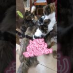 猫ふれあい　おすわりチャレンジ　#猫　#愛知県　#猫カフェ　#しつけ　#可愛い　#かわいい　#楽しい　#一宮市