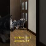 猫パンチのしつけ！