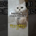 【猫ちゃんが人懐っこくなる秘訣】生後1年以内の社会化トレーニング#子猫 ##猫との暮らし #猫初心者 #猫のしつけ #猫好きさんと繋がりたい  #猫知識#猫社会化#猫と仲良くなる方法#猫の性格改善