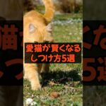 愛猫が賢くなるしつけ方5選　#猫 #猫のいる暮らし #猫動画 #猫好きさんと繋がりたい #ねこのいる生活
