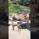 ペット Funny – 動物病院, 健康, トリミング, しつけ
