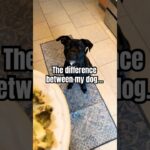 How do your animals act when it’s food time? #dog #cat #food #discipline